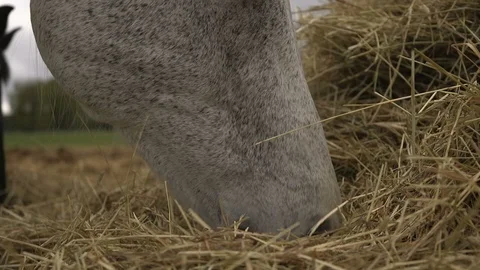 White horse muzzle smelling and eating straw at a big pile in a lawn in spring Stock Footage 108272718