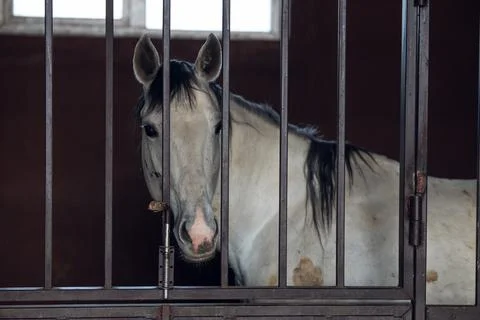 White horse in a paddock Stock Photos