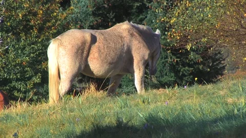 WHITE HORSE PASTING GRASS Stock Footage 96241890