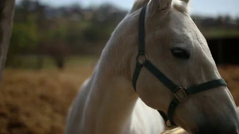 White Horse in the pen Stock Footage 75046775