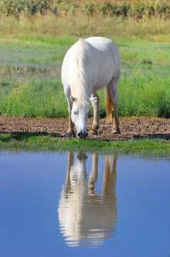 White horse Stock Photos
