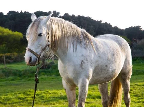 White horse Stock Photos