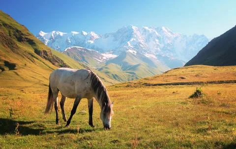 White horse Stock Photos
