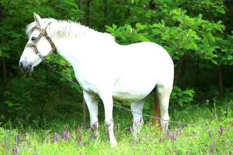 White horse 스톡 사진
