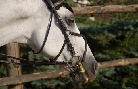 White horse Stock Photos
