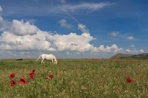 White horse Stock Photos