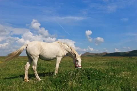 White horse Stock Photos