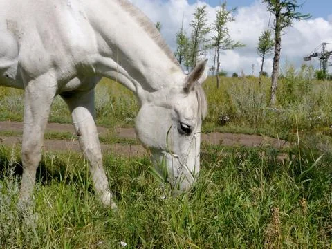 White horse Stock Photos