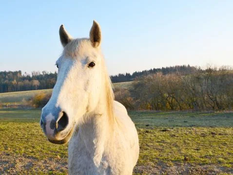 White horse Foto stock