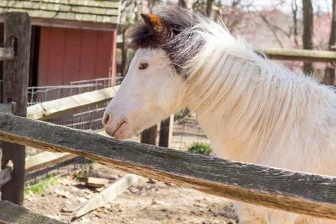 White Horse Stock Photos