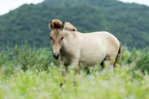 White horse Stock Photos