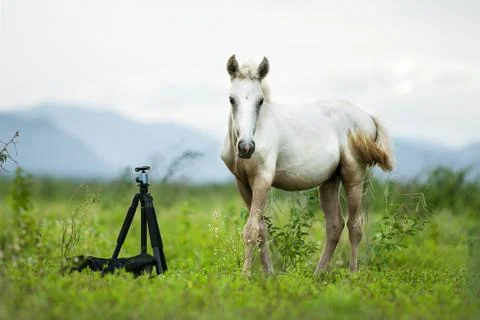White horse Stock Photos