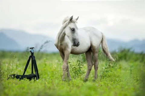 White horse Stock Photos
