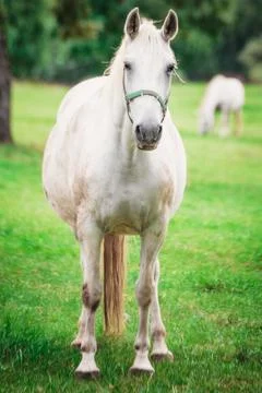 White horse Stock Photos