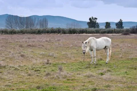 White horse Stock Photos