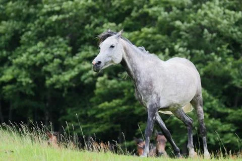 White Horse Stock Photos