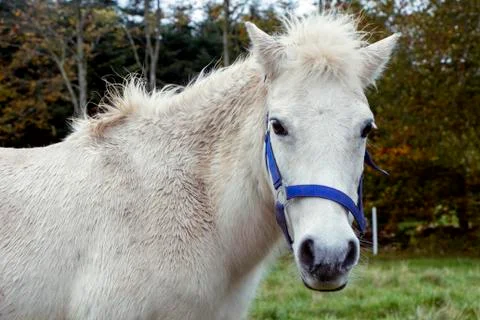 White Horse Stock Photos