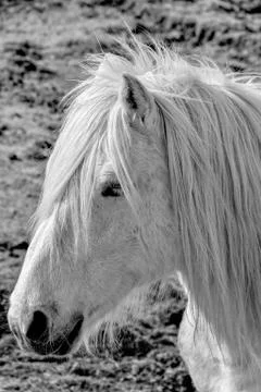 White horse Stock Photos