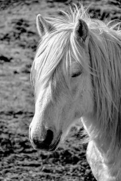 White horse Stock Photos