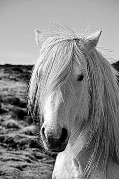 White horse Stock Photos