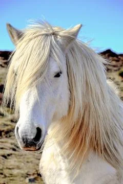 White horse Foto stock