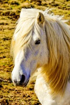 White horse Stock Photos