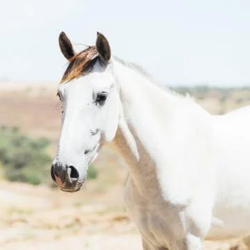 White horse Stock Photos