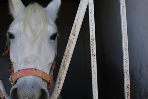 White horse Stock Photos