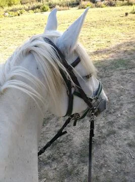 White horse Stock Photos