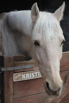 White horse Stock Photos