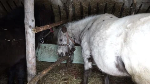 White Horse Pony Stock Footage 172246201