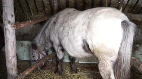 White Horse Pony Stock Footage 172246207