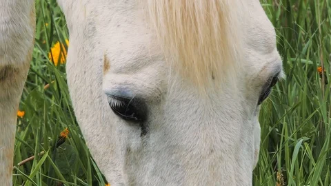 White horse portrait Stockbeeldmateriaal 122688949