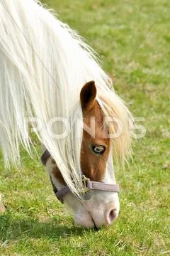 White horse portrait Stock Photos