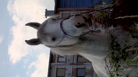 A white horse poses in front of the camera Stock Footage 240347890
