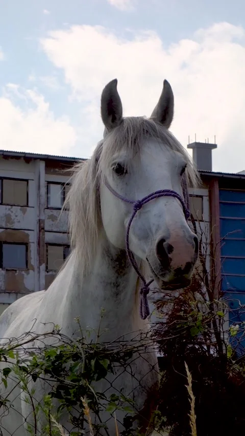 A white horse poses in front of the camera Stock Footage 267134201