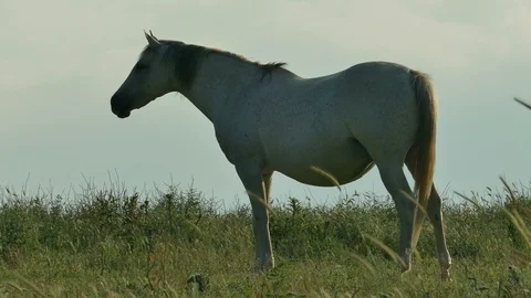 White Horse Posing on the Field 2 Stock Footage 120351337