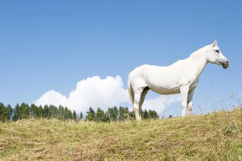 White horse posing on the meadows Stock Photos