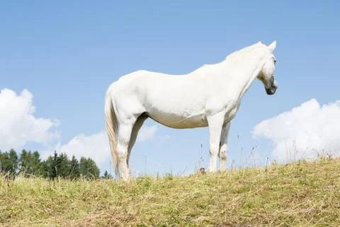 White horse posing on the meadows Stock Photos