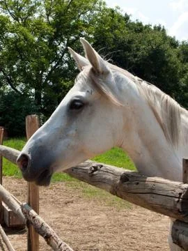 White horse posing Stockfoto's