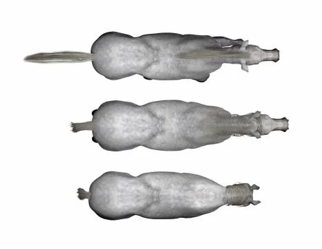 White horse posing top view 3d rendering Stock Illustration