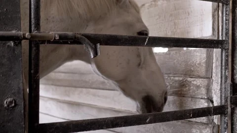 White Horse Profile Looking Through Metal Gate Inside Barn Stall Stock Footage 339072824