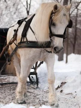 White horse pulling sleigh Stock Photos