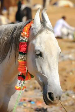 White horse at Pushkar Fair in Rajasthan, India Stock Photos