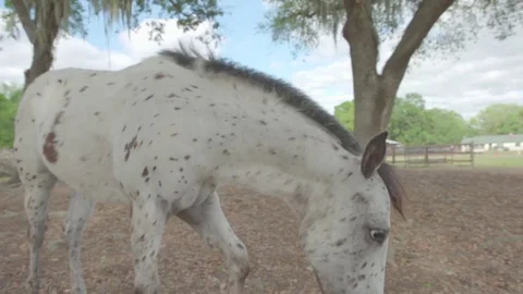 White Horse on Ranch Stock Footage 81203291