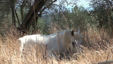 White horse resting Stock Footage 99399088