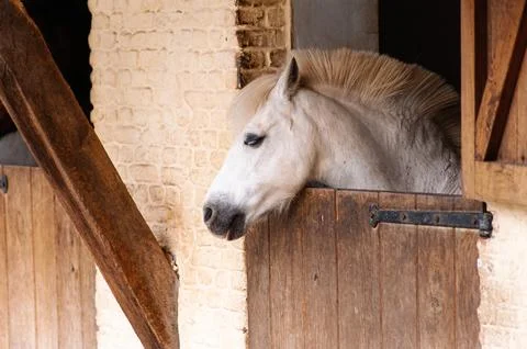 White Horse Resting In Rustic Stable Stall With Wooden Door And Brick Wall .. Stock Photos