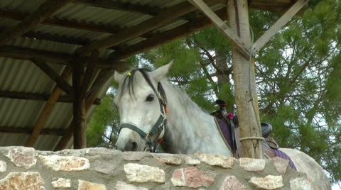 A white horse rests. Vídeos de archivo 37503415