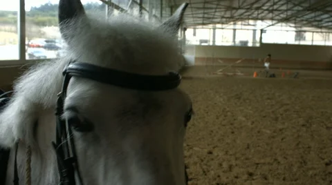 A white horse in a riding area Stock Footage 64403633