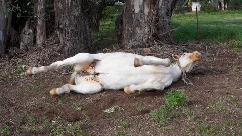 White horse rolling in the dirt to scratch its back in a sunny pasture Stock Footage 287512336